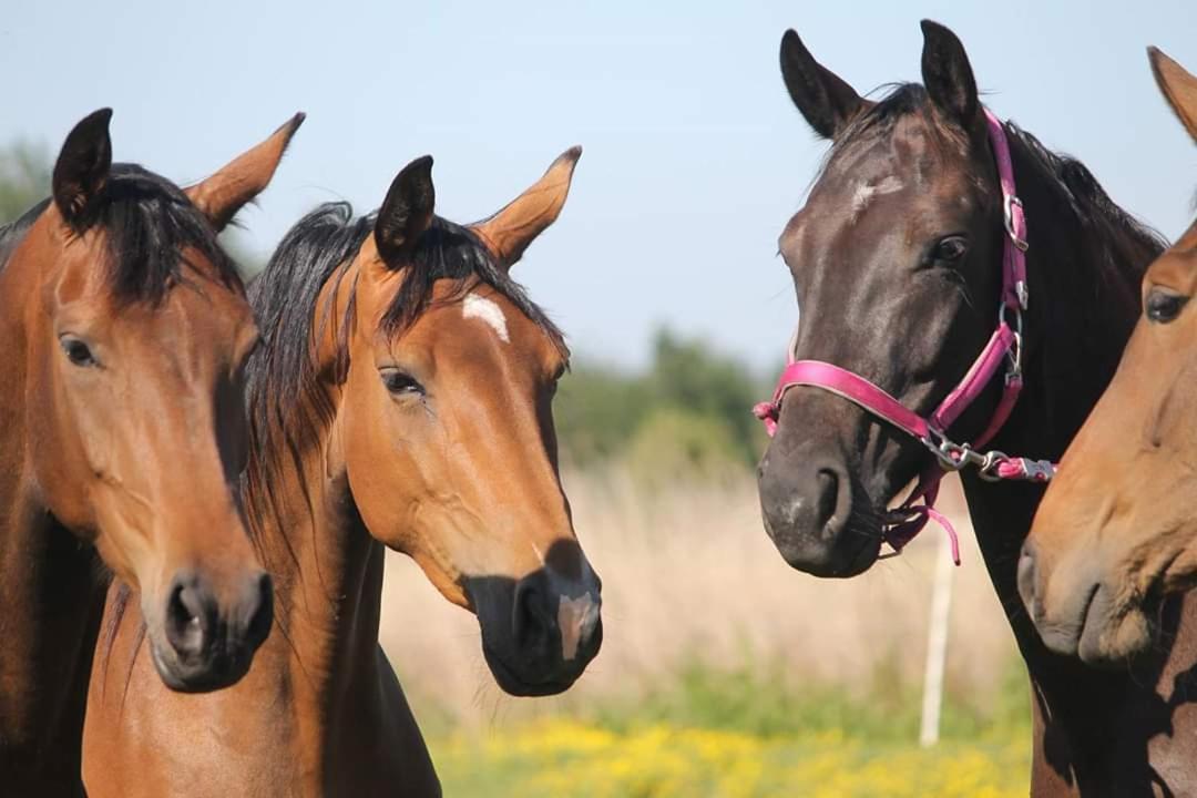 B&B De Waeterhoeve Snaaskerke Eksteriør bilde